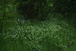 Stellaria holosteaGrote muur bestellen